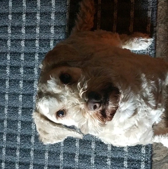 Meet your Posher, Elizabeth - Picture 1 of 1